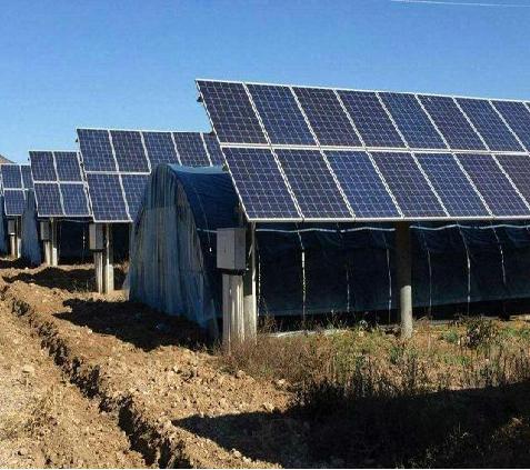 日出东方又一力作 全球单体最大双孢菇基地全容量并网，绿色能源赋能现代农业